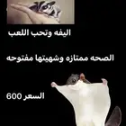 سنجاب شوقر قلايدر
