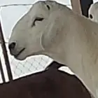 خروف مشروع فحل