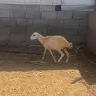 رخل قروب شرط