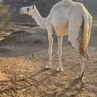ناقه وضحا طيبه بالحليب معزول عنها ثالثها جاهزه لضراب.