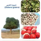 شتلات وبذور شجرة الضبر