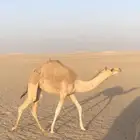 بكره مهجنه