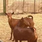 تيوس محايلة جنوبيه درجة اولى