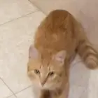 قط ضايع مروج الأمير