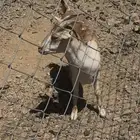 هجين وعل بنات ولد وعل حر