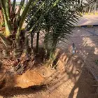 فسائل نخل حسب الصوره اعلاه