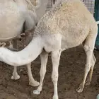 حوار على حليب امه