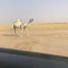 للبيع لقحه كفو سلم من جميع العذاريب