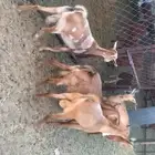 معزا صنف