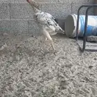 للبيع دجاجه بكستانية منتجه