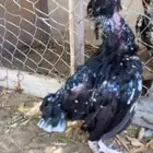 دجاجه ميوالي فاخره