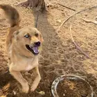 جيرمن على هاسكي سبب البيع شرس (((تم البيع)))