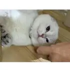 سكوتش تربل فولد للبيع