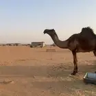 قعود وحيداني