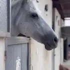 فرس شعبيه للبيع