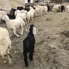 ماعز