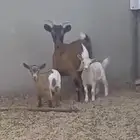 تشيكيه قزم تحتها جفرتين