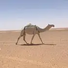للبيع لقحه سلم من جميع العذاريب