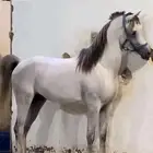 مهر مكس فاخر