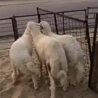 جذعان حريات