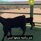 مطفل رباعيه يتبعها تيس