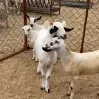 معزاء بيشيه كحل