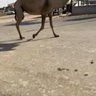 لقحه كفو
