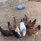 للبيع دجاج فرنسي الأحمر