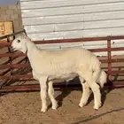 هريد حري نادر