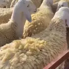رخال من نوادر مراح راكان العطاوي