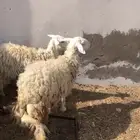 رخال ثنايا تم البيع الله يبارك لراعيها