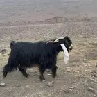تيس فحل عارضي مشروط