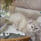 قطة للبيع