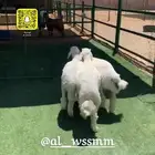 خرفان حريات مغلقات شحم