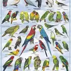 ابي اي نوع طيور لي التبني