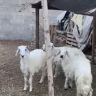 خرفان ورخال