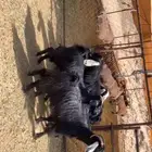 معزا بلديه