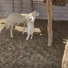 حريه مطفل