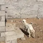 طلي ذبيحه