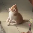قط صغير للتبني