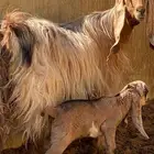 عنز مصريه اول ولده لها توها ثنيه