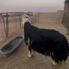 فحل نجدي