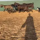 معزا قبرصيات