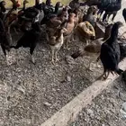 فروخ دجاج باكستاني