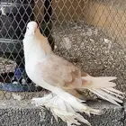 مطلوب إيراني كريمي ذكر