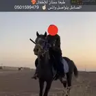 الصامل يجي  واتس  فقط