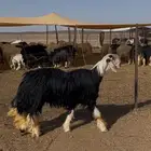 فحل نجدي صنف مشروط