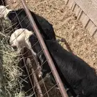 بهم نجدللبيع تم البيع خارج الموقع الله يبارك لراعيه