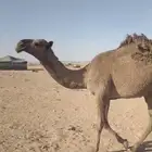 بكرة باتلية للبيع