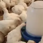 دجاج لاحم